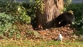 Fearless Jack Russell terrier chases black bear out of family’s backyard