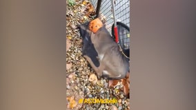 Animal control helps deer with head stuck in plastic pumpkin