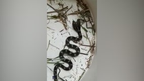 Woman finds 2-headed snake in her house