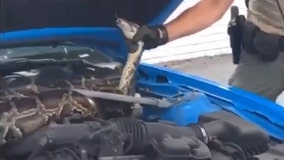 10-foot python removed from under car hood in South Florida