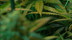 Attempt to override veto of marijuana legalization fails in Delaware