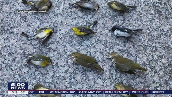 Over 1,000 dead birds found in the streets after crashing into Philadelphia skyscrapers