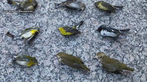 Over 1,000 birds found dead after crashing into Philadelphia skyscrapers