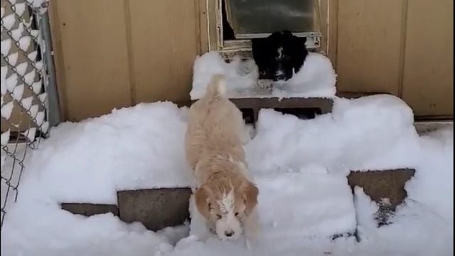 Colorado puppies wander in snow for 1st time
