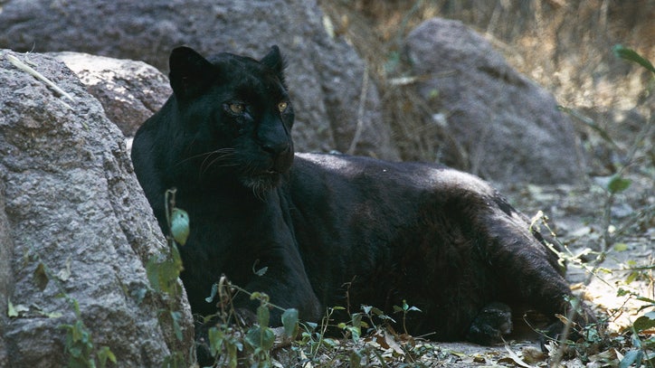 Leopard mauls Florida man who paid for 'full-contact experience' with big cat