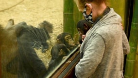 Baby chimp gets new foster family at Maryland zoo