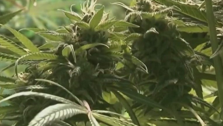 marijuana