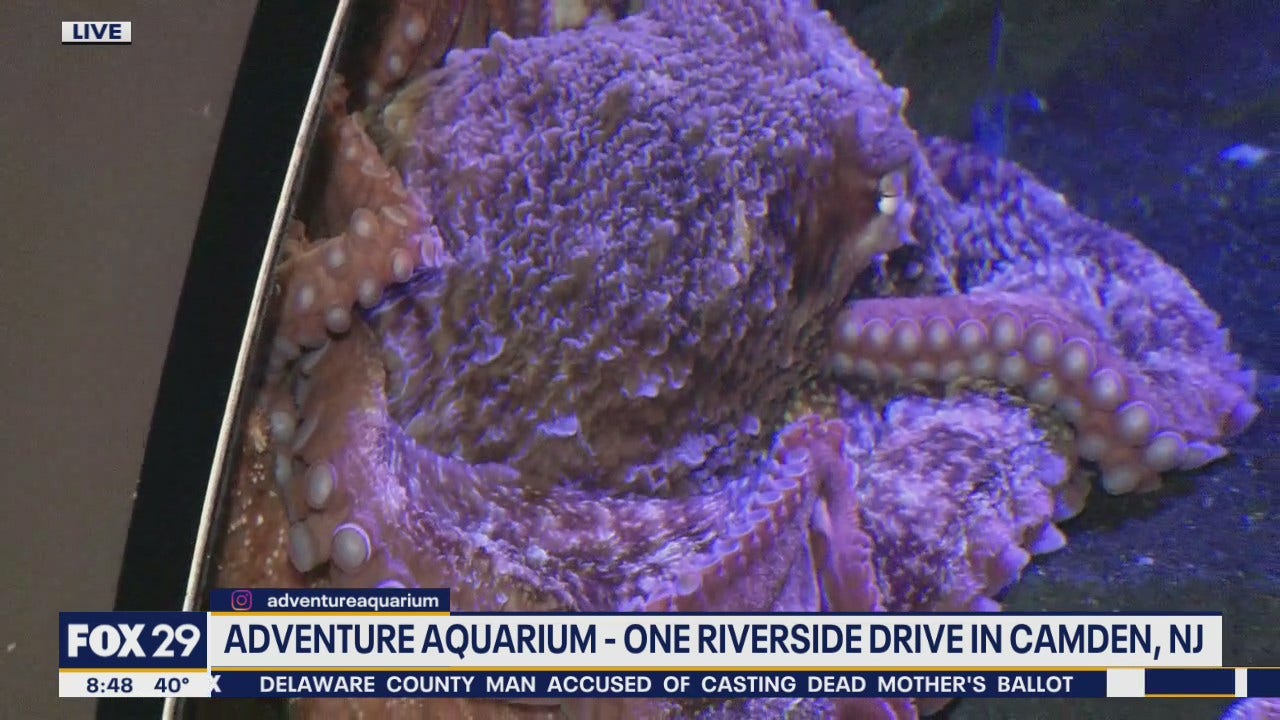 adventure-aquarium-names-new-giant-pacific-octopus