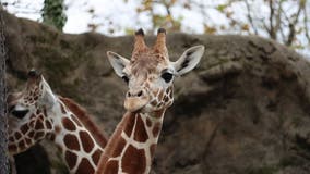 Bea from Tennessee: Philadelphia Zoo adds 15-month-old giraffe