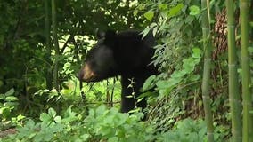 Hunters kill 22 on first day of New Jersey's black bear hunt