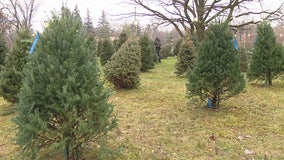 Delaware encourages recycling used Christmas trees