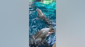 Dolphins have a blast as trainers blow bubbles at Georgia Aquarium