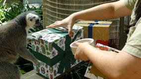 Australian zoo animals tear open Christmas gifts to kick off holiday season