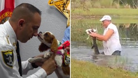 Puppy rescued from alligator's jaws becomes newest 'deputy dog' for Florida sheriff's office