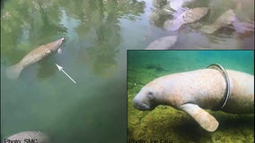 Manatee with bike tire wrapped around torso reappears at Blue Spring State Park tire-free