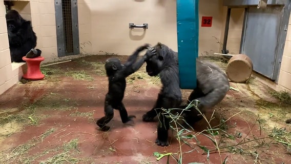 Gorillas enjoy morning playtime at Zoo Atlanta