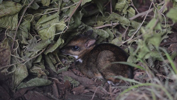 Video shows birth of rare Philippine mouse-deer at zoo in Poland