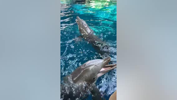 Dolphins have a blast as trainers blow bubbles at Georgia Aquarium