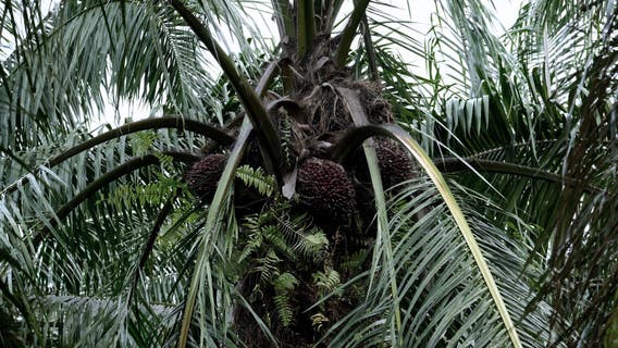 Girl Scout cookies tied to child labor in palm oil industry