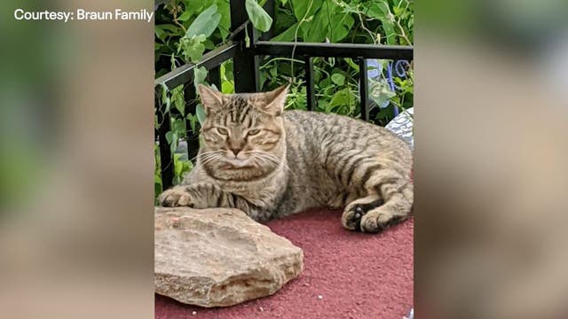 Burnet couple's cat travels 228 miles home from Dallas-area ranch