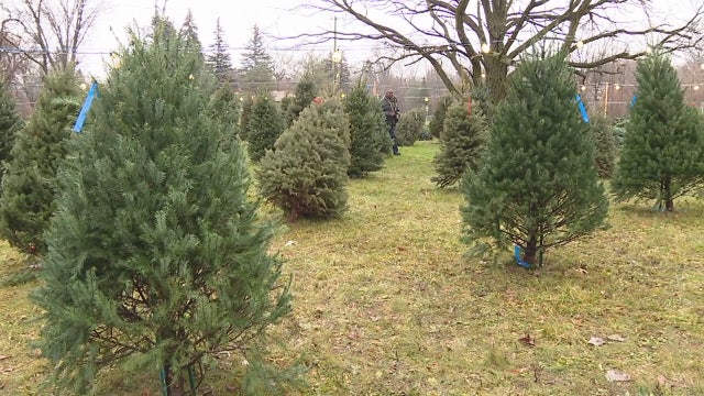 Delaware encourages recycling used Christmas trees