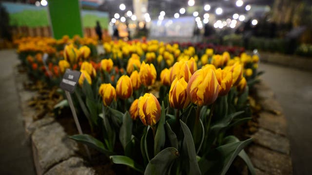 Philadelphia flower show to move outside for first time due to coronavirus concerns