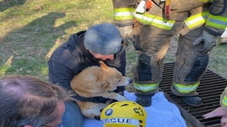 Crews in Westtown Township rescue missing senior corgi from storm drain - Vimarsana News