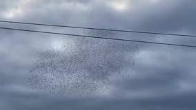 Murmuration of starlings mesmerize crowds in small Marin County strip mall