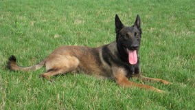 New Castle County police announce death of retired K9 Officer Diablo