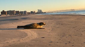 Woman spots seal basking in morning sun on beach in Ventnor