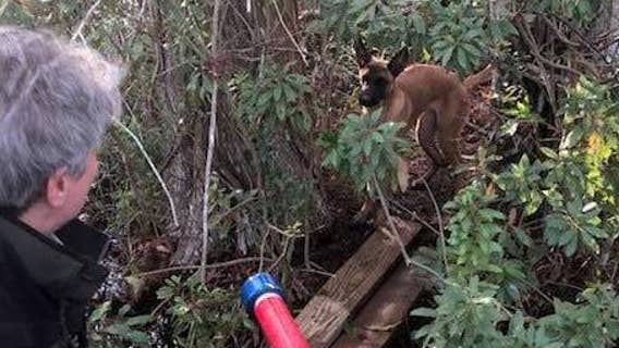 Animal officer rescues dog found clinging to log in alligator-filled swamp