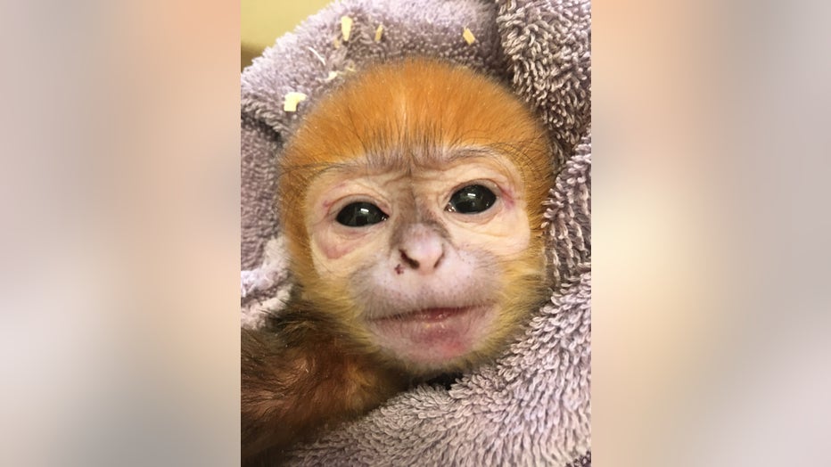 Monkey dies after surgery while giving birth at Tucson zoo
