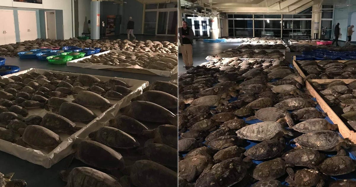 More than 4,500 cold-stunned sea turtles rescued from frigid Texas ...