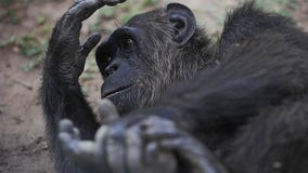 Animals at primate sanctuary freeze to death amid Texas power outage