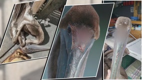 FWC looking for tips regarding scalped pelicans near Skyway pier