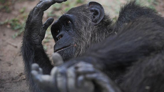 Animals at primate sanctuary freeze to death amid Texas power outage