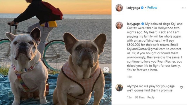 'My heart is sick': Lady Gaga pleads for the safe return of her French bulldogs; offers $500K reward