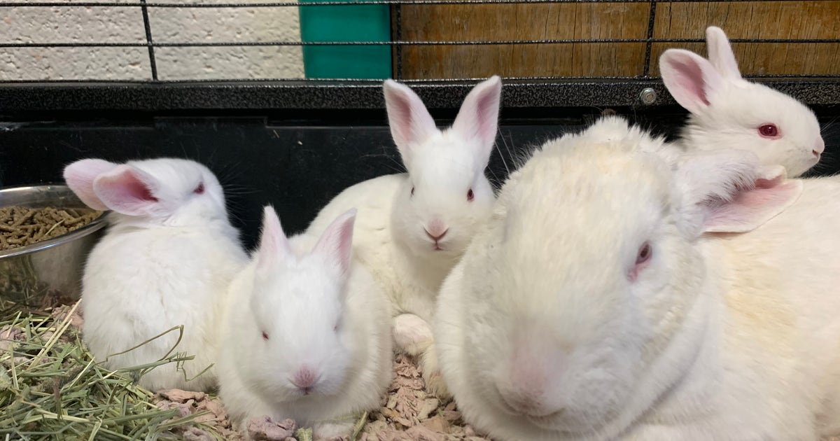 Pa Rabbits 47 rabbits rescued from unsanitary conditions in Lancaster County, Pa ...