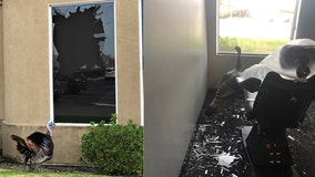 Turkey storms into and destroys dentist's office