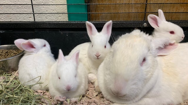 47 rabbits rescued from unsanitary conditions in Lancaster County, Pa. SPCA says