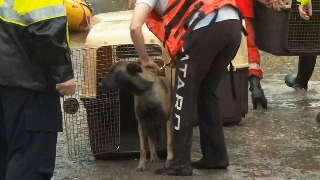 Australian rescue crews ferry 20 dogs to safety after excessive rain floods property