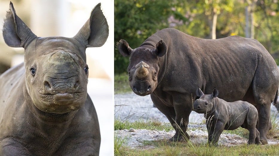 zoo-miami-baby-rhino-1.jpg