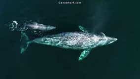 Drone footage captures baby whale swimming with mother off California coast