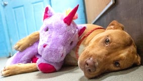 Dog who repeatedly stole stuffed unicorn from dollar store gets adopted