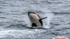 VIDEO: Pod of killer whales spotted off Monterey Coast