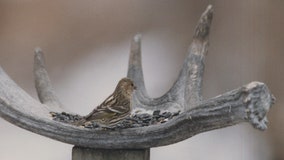 Salmonella outbreak in 8 states linked to wild songbirds and birdfeeders, CDC says