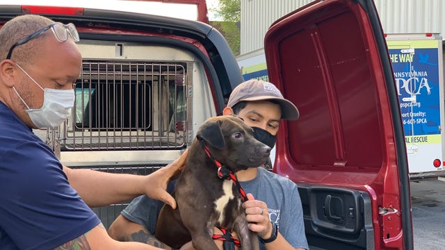 5 dogs rescued from North Philly property where dog fighting was suspected, officials said