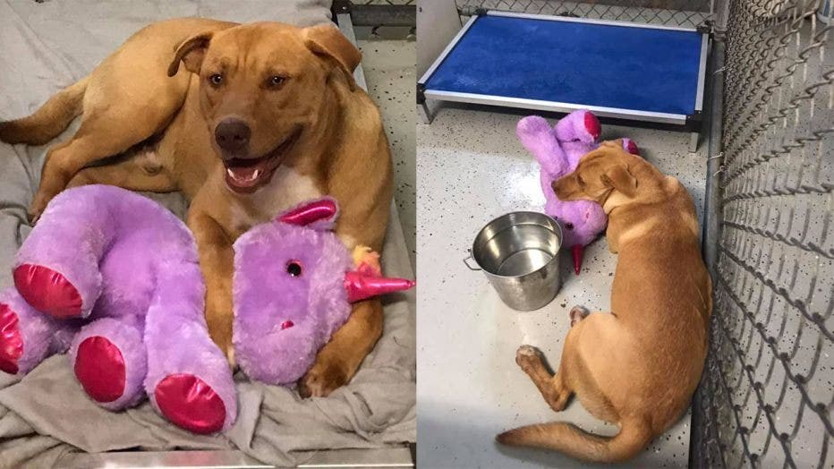 dog with unicorn stuffed animal