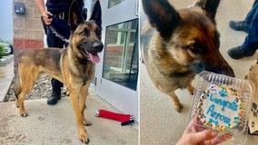 'We're best buds': Shelter dog finds calling as Lower Southampton K-9 officer