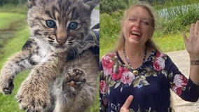 Bobcat kittens adopted by Carole Baskin, Big Cat Rescue after mom passes